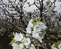 Orchard Blossom 140